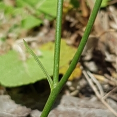 Wahlenbergia sp. at Griffith, ACT - 17 Dec 2017 02:25 PM