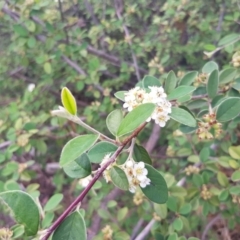 Cotoneaster pannosus (Cotoneaster) at Griffith, ACT - 16 Dec 2017 by ianandlibby1