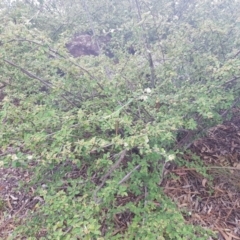 Cotoneaster pannosus at Griffith, ACT - 16 Dec 2017