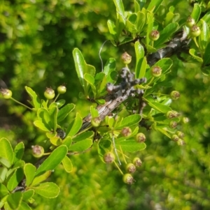 Pyracantha sp. at Griffith, ACT - 19 Dec 2017