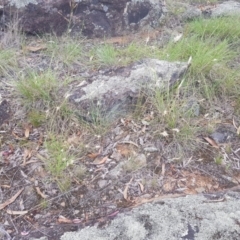 Rytidosperma sp. at Griffith, ACT - 16 Dec 2017