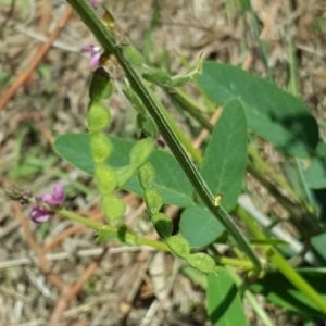 Oxytes brachypoda at Jerrabomberra, ACT - 17 Dec 2017