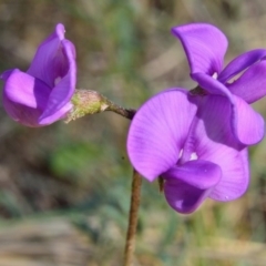 Swainsona sericea at Bolaro, NSW - 30 Nov 2017