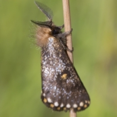 Epicoma contristis (Yellow-spotted Epicoma Moth) at Acton, ACT - 16 Dec 2017 by JudithRoach