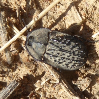 Helea ovata (Pie-dish beetle) at West Belconnen Pond - 17 Dec 2017 by Christine
