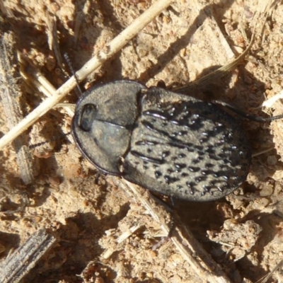 Helea ovata (Pie-dish beetle) at West Belconnen Pond - 16 Dec 2017 by Christine