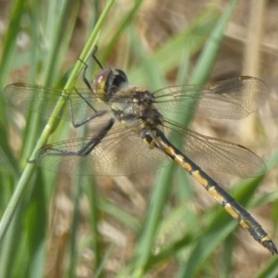 Hemicordulia tau (Tau Emerald) at Dunlop, ACT - 16 Dec 2017 by Christine