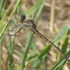 Hemicordulia tau at Dunlop, ACT - 17 Dec 2017