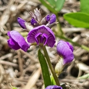 Glycine tabacina at Griffith, ACT - 17 Dec 2017