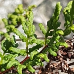 Cheilanthes sieberi (Rock Fern) at Griffith, ACT - 17 Dec 2017 by ianandlibby1