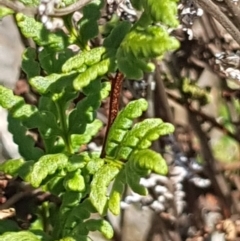 Cheilanthes sieberi at Griffith, ACT - 17 Dec 2017 02:31 PM