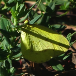 Eurema smilax at Deakin, ACT - 16 Dec 2017