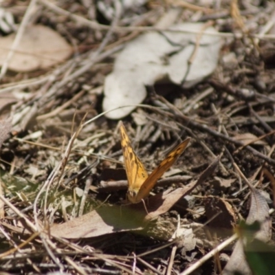 Heteronympha merope (Common Brown Butterfly) at Aranda, ACT - 17 Dec 2017 by Tammy