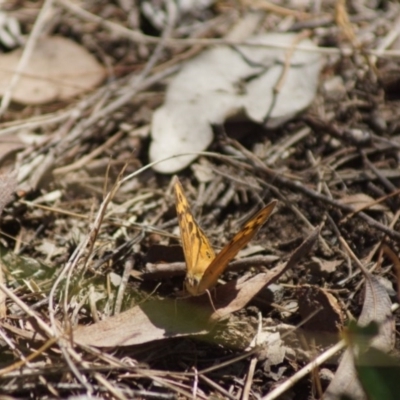 Heteronympha merope (Common Brown Butterfly) at Aranda, ACT - 16 Dec 2017 by Tammy