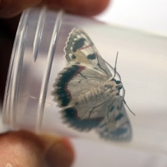 Crypsiphona ocultaria at O'Connor, ACT - 17 Dec 2017