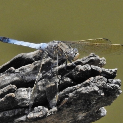 Orthetrum caledonicum (Blue Skimmer) at Paddys River, ACT - 17 Dec 2017 by JohnBundock