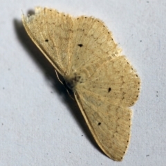 Scopula optivata (Varied Wave) at O'Connor, ACT - 16 Dec 2017 by ibaird