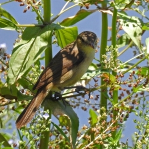 Acrocephalus australis at Fyshwick, ACT - 17 Dec 2017 11:51 AM