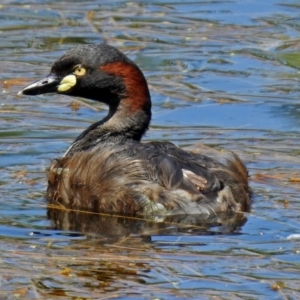 Tachybaptus novaehollandiae at Fyshwick, ACT - 17 Dec 2017