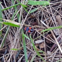 Dindymus versicolor (Harlequin Bug) at Fyshwick, ACT - 16 Dec 2017 by RodDeb