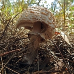 Chlorophyllum sp. at Fyshwick, ACT - 16 Dec 2017 by RodDeb