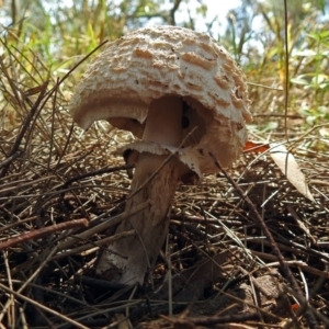 Chlorophyllum sp. at Fyshwick, ACT - 17 Dec 2017