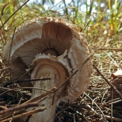 Chlorophyllum sp. at Fyshwick, ACT - 17 Dec 2017