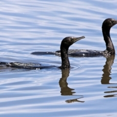 Phalacrocorax sulcirostris (Little Black Cormorant) at Fyshwick, ACT - 17 Dec 2017 by RodDeb