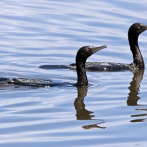 Phalacrocorax sulcirostris at Fyshwick, ACT - 17 Dec 2017