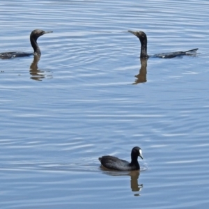 Phalacrocorax sulcirostris at Fyshwick, ACT - 17 Dec 2017 11:44 AM