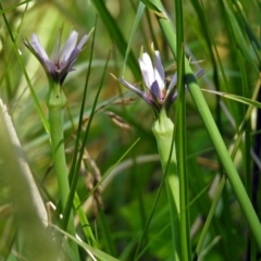 Tragopogon porrifolius subsp. porrifolius at Fyshwick, ACT - 17 Dec 2017 10:08 AM