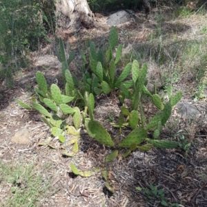 Opuntia stricta at Griffith, ACT - 5 Jan 2018 08:42 AM