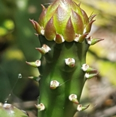 Opuntia stricta at Griffith, ACT - 5 Jan 2018 08:42 AM