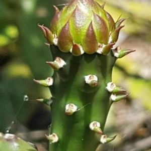 Opuntia stricta at Griffith, ACT - 5 Jan 2018