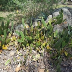 Opuntia stricta at Griffith, ACT - 5 Jan 2018 08:42 AM