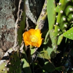 Opuntia stricta at Griffith, ACT - 5 Jan 2018 08:42 AM