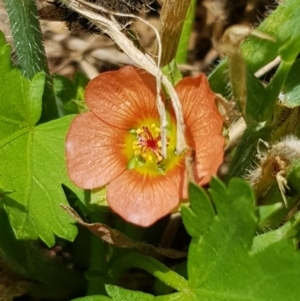 Modiola caroliniana at Griffith, ACT - 17 Dec 2017 02:37 PM