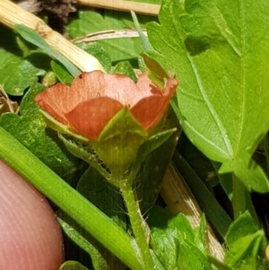 Modiola caroliniana at Griffith, ACT - 17 Dec 2017 02:37 PM