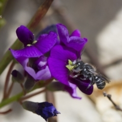 Megachile sp. (several subgenera) at Michelago, NSW - 6 Oct 2017