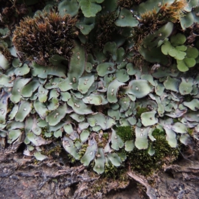 Plagiochasma rupestre (A liverwort) at Conder, ACT - 16 Dec 2017 by MichaelBedingfield