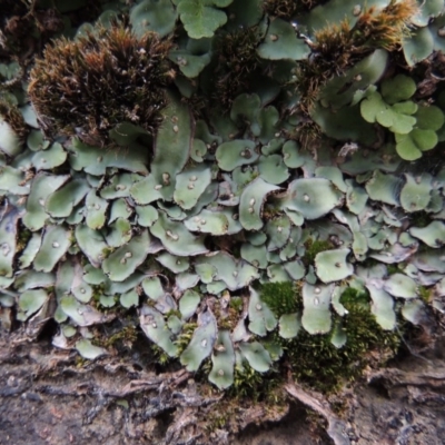 Plagiochasma rupestre (A liverwort) at Conder, ACT - 16 Dec 2017 by michaelb