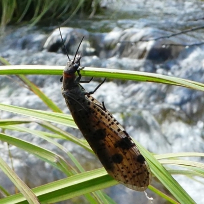 Archichauliodes (Riekochauliodes) guttiferus (Dobsonfly or Fishfly) at Cotter River, ACT - 17 Dec 2017 by HarveyPerkins