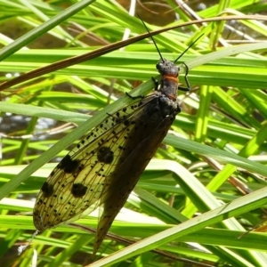 Archichauliodes (Riekochauliodes) guttiferus at Cotter River, ACT - 17 Dec 2017