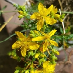 Hypericum perforatum (St John's Wort) at Griffith, ACT - 18 Dec 2017 by ianandlibby1