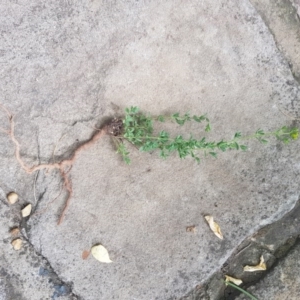 Hypericum perforatum at Griffith, ACT - 18 Dec 2017 09:55 AM