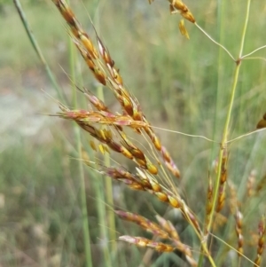 Sorghum leiocladum at Griffith, ACT - 18 Dec 2017