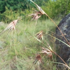 Themeda triandra (Kangaroo Grass) at Griffith, ACT - 18 Dec 2017 by ianandlibby1