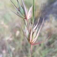 Themeda triandra at Griffith, ACT - 18 Dec 2017 10:00 AM