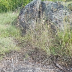 Themeda triandra at Griffith, ACT - 18 Dec 2017 10:00 AM