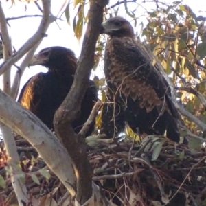 Aquila audax at Isaacs, ACT - 16 Nov 2017 06:16 AM